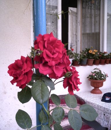 trandafir catarator plantat in 2006
